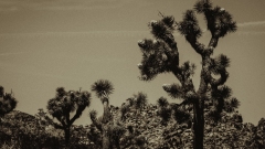 Joshua Tree National Park