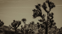 Joshua Tree National Park Joshua Tree National Park