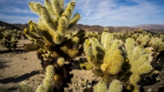 Cholla Cactus