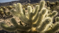 Cholla Cactus