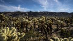 Cholla Cactus Garden