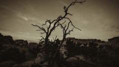 Lone Tree Lone Tree