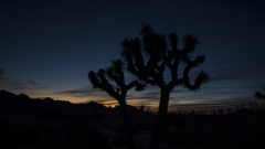 Sunset at Joshua Tree National Park,