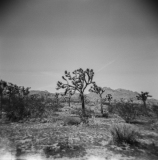 Joshua Tree