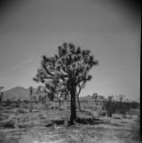 Joshua Tree