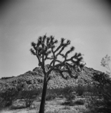 Joshua Tree