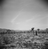 Joshua Tree National Park