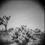 Joshua Tree National Park