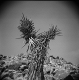 Solo Joshua Tree