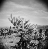 Cholla Cactus