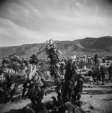 Cholla Cactus Garden