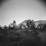 Joshua Tree National Park