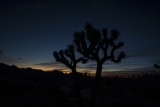 Joshua Tree National Park at Sunset with the Sony A7iii.