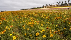 The Flower Fields