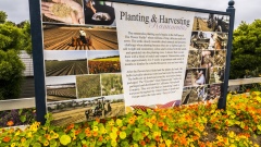 History of The Flower Fields