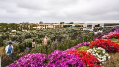 The Flower Fields