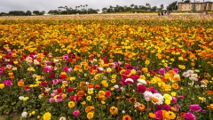 The Flower Fields