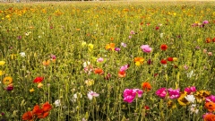 The Flower Fields