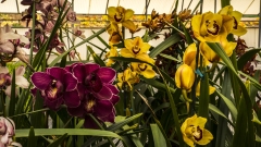 Cymbidium Orchids