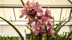 Cymbidium Orchids