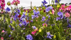 The Flower Fields