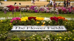 The Flower Fields