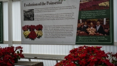 History of The Flower Fields and Poinsettias