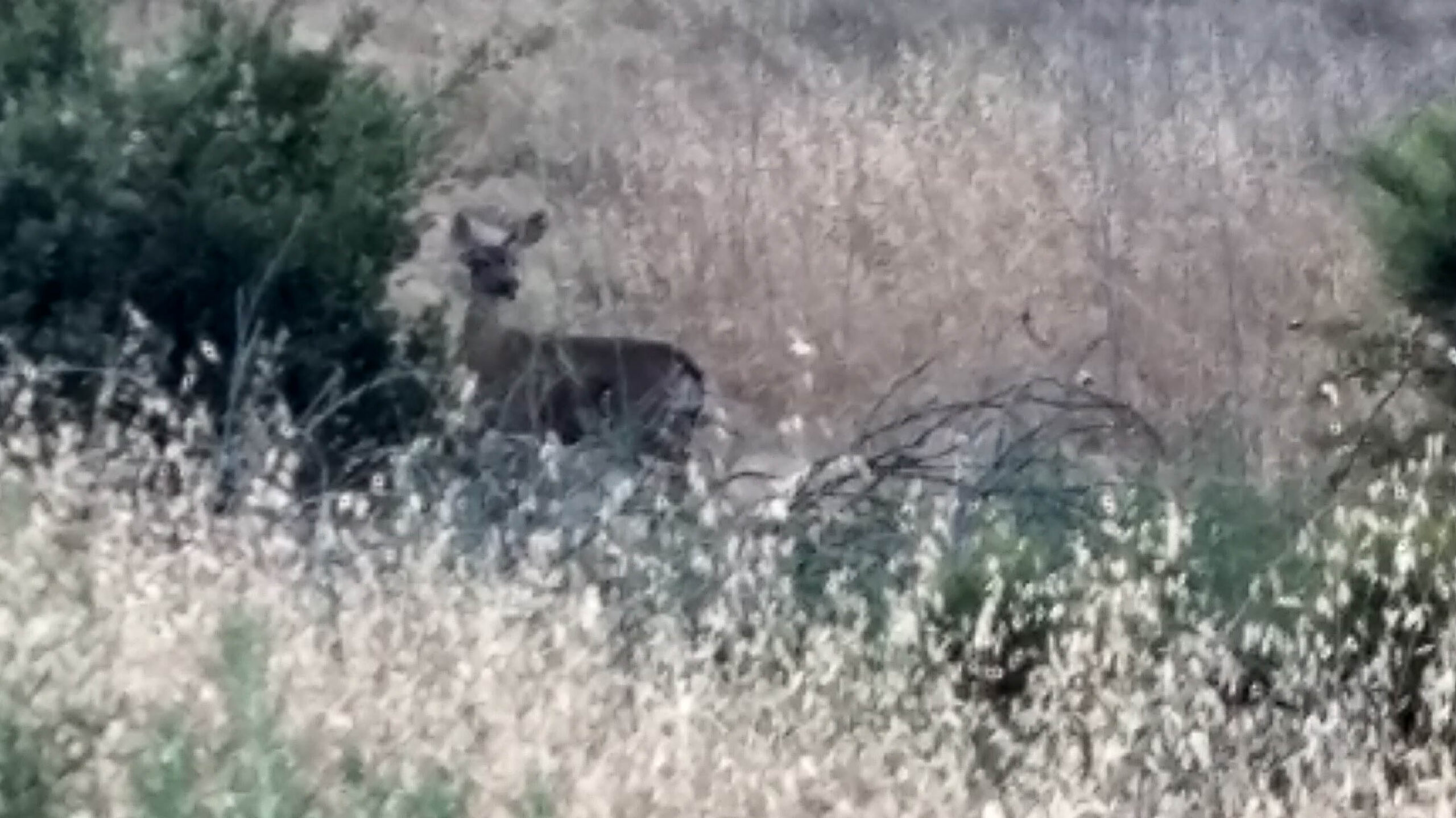 The Five-Peak Challenge Of Mission Trails Regional Park - HB Maverick ...